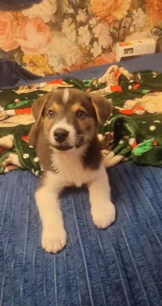 Маленький харизматичный щенок ищет самые добрые ручки!