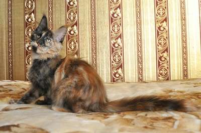 Кошечка мейн-кун - черепаховая красотка в Омске фото 5