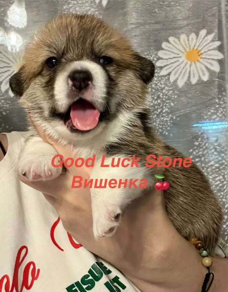 Перспективные щенки Вельш Корги Пемброк