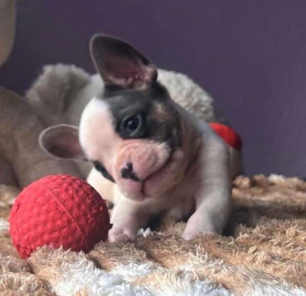 Щенки в Уссурийске