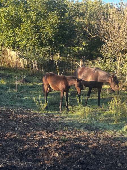 Лошадь в Нальчике фото 6