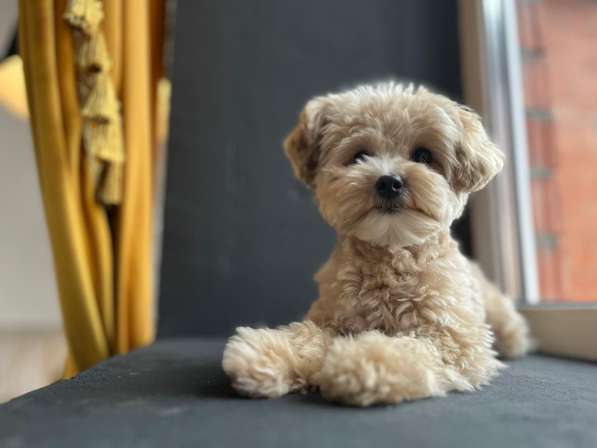 Мальтипу f1 мини в Москве