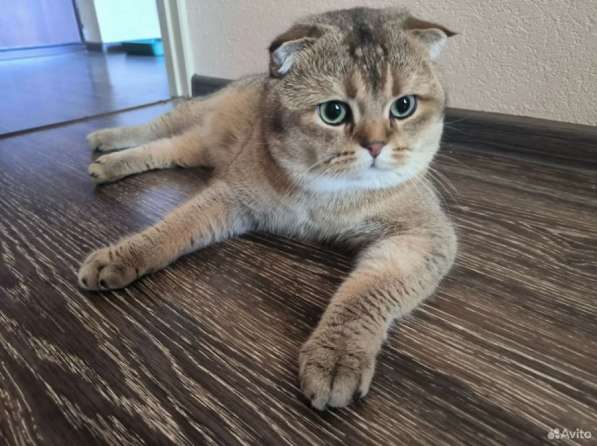 Котята золотая шиншила в Ижевске фото 3