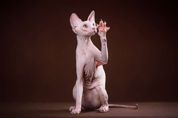 Наш питомник Эльфов, двэльфов, бамбино, канадских сфинксов! в Севастополе фото 4