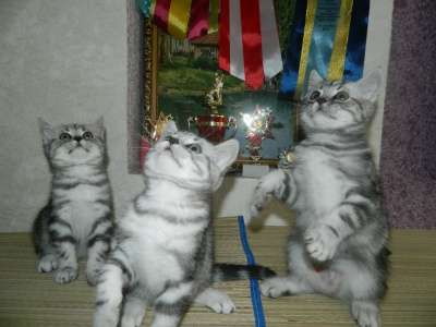 Британские шикарные котята в Ульяновске фото 3