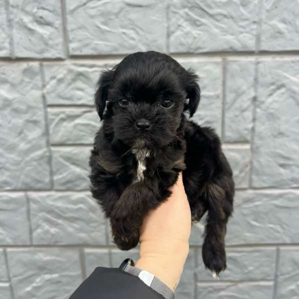 Щенки мальтипу мини