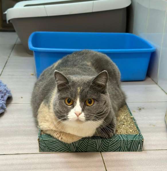 Кошка Феня метис шотландской ждет заботливых хозяев в Москве фото 4