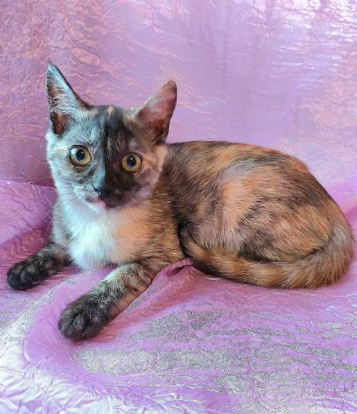 Кошечки сиротки ищут дом