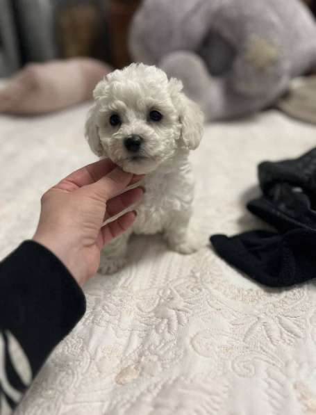 Бишон фризе в Москве