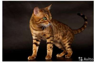 Бенгальская кошка 1,5 года повязана в Челябинске фото 3