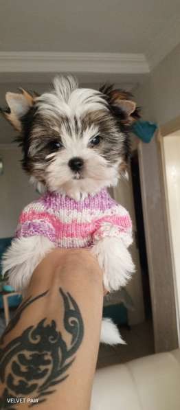 Мини девочка Бивер в фото 4