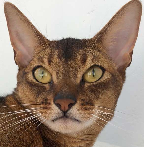 Кот абиссинский в Новосибирске