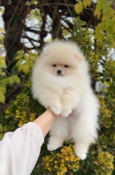 Померанский шпиц щенок