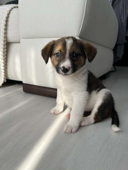 Милое создание в добрые руки