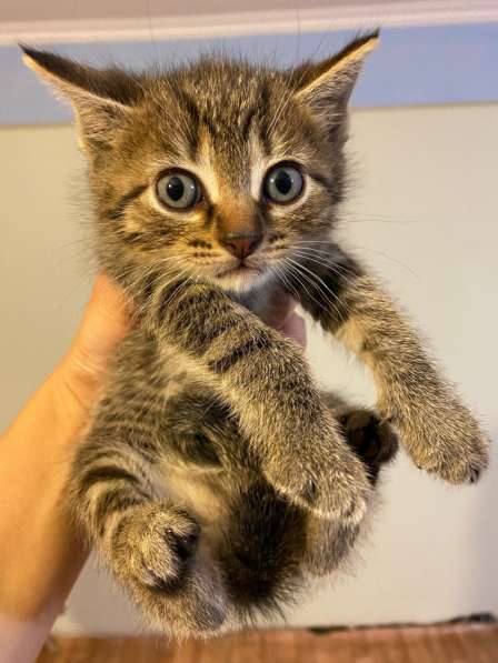 Британские котята в Жуковском