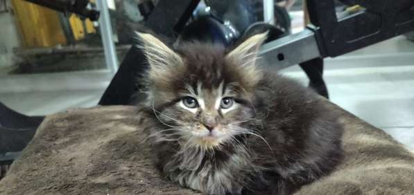 10Wochen alte reinrassige Maine Coon Kitten - 6x Kitten в фото 6