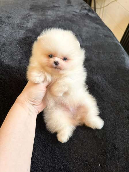 Pomeranski Mini Shpic Pomeranian Spitz Померанские Мини шпиц в фото 38