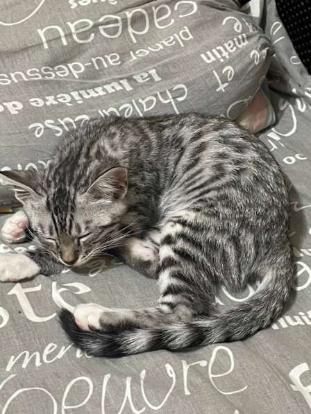 Бенгальский кот