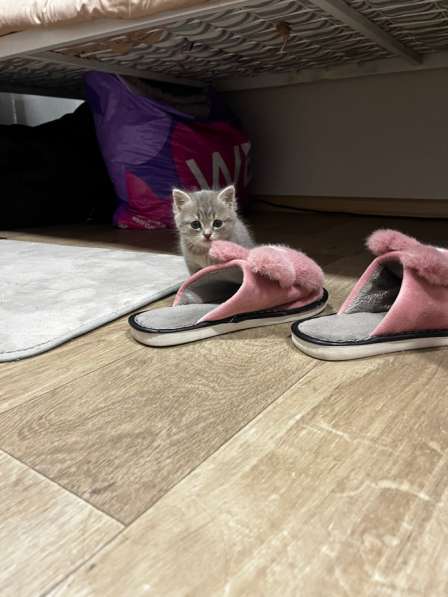 Отдам котенка. девочка в Новосибирске