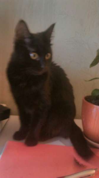 Отдам даром Молодая кошечка Дуня