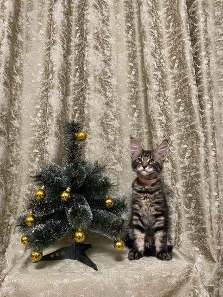 Котята породы мейн-кун в Челябинске