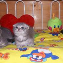 Шотландские красавчики, в Москве