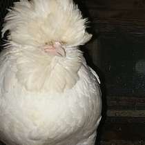 Продаю цыплят элитных пород, в Иркутске