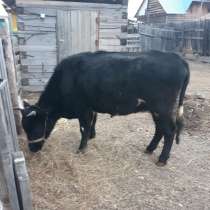 Корова Якутской породы, в Забайкальске