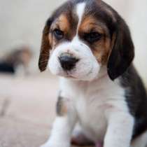 Бигль Магнитогорск, в Магнитогорске