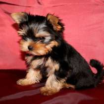 Щеночки Йорк Терьеры, в Уфе