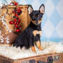 Щенки от шпица и пинчера в добрые руки, в Москве