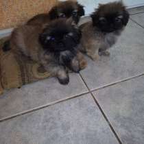 Пекинес Челябинске, в Челябинске