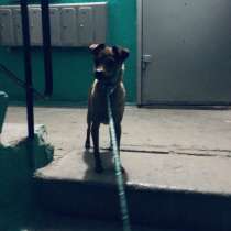 Собаки, в Волгограде