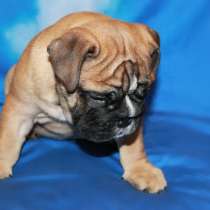 Английские бульдоги, в Москве