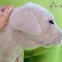 Очень красивая, качественная девочка сао, евро вариант), в Новосибирске