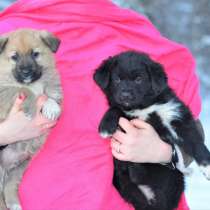 2 мес щенки 2 мальчика и девочка ищут дом!, в Москве