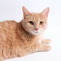 Славный Мартик ищет верного друга, в Москве