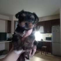 Предлагаю очаровательных деток йоркшского терьера, в Раменское