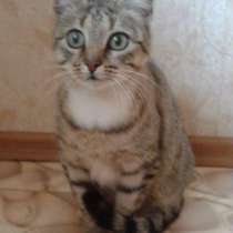 Отдам даром Молоденькая кошечка Юля, в Санкт-Петербурге