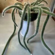 Кактусы, в Новокузнецке