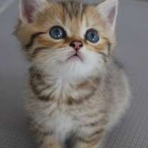 Очаровательный котенок шотландской породы!, в Москве