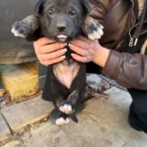 Отдам в добрые руки !, в Москве