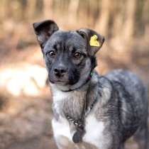 Тина — подросток 6 мес, миниатюрная- всего 8кг. Ищет дом!, в Москве