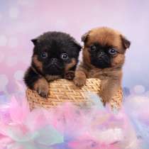 Мини девочки пти-брабансон, в Москве