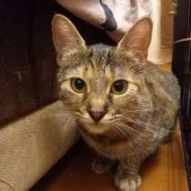 Кошечка Марыся в дар! Лесной окрас, в г.Минск