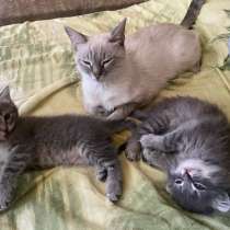 Котята в добрые руки, в Волгограде