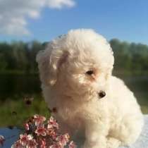 Бишон фризе Муром, в Муроме
