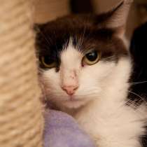 Котик Робинзон мечтает о домашней жизни, в Москве