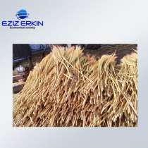 Сорго для производства веников, в г.Таллин