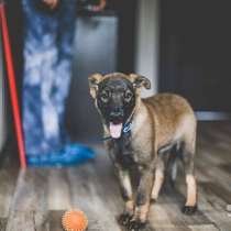Нюша и Николь, просто веселые и классные щенки, в Москве